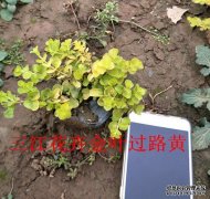 中国香草种植品种草花大全花期花语图片